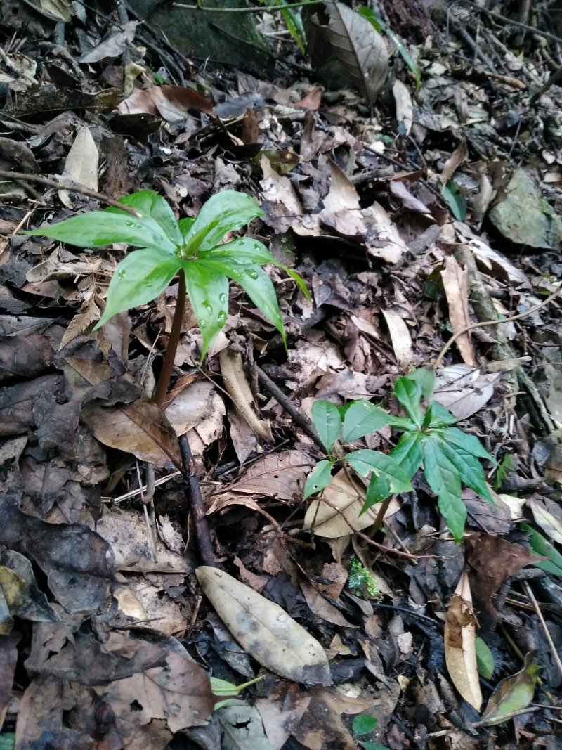 中药根茎类