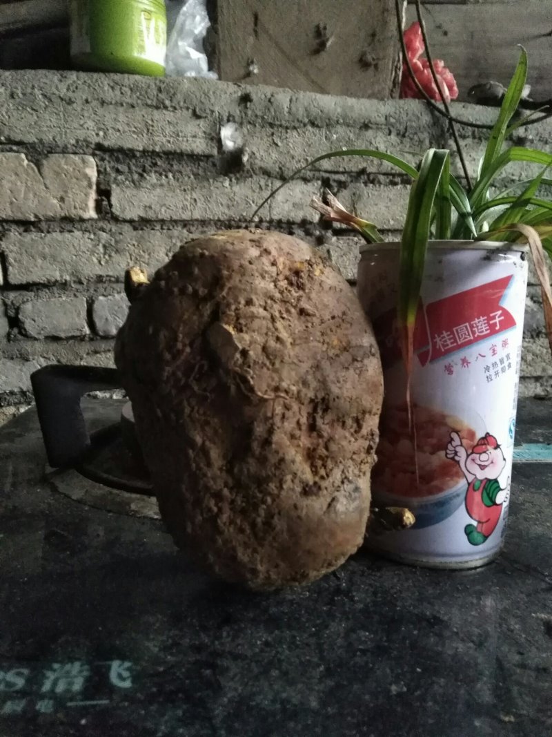 中药根茎类