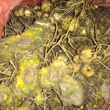 中药根茎类