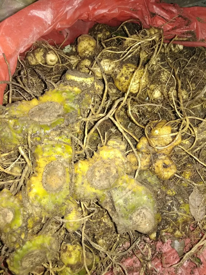 中药根茎类