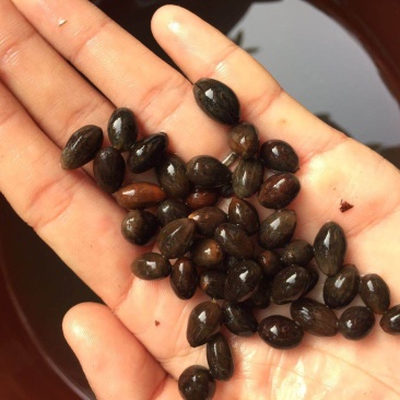 肉桂种子，玉桂种子，富贵树，桂皮种子（平南肉桂）