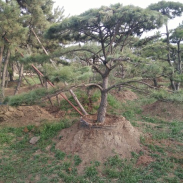 造型松