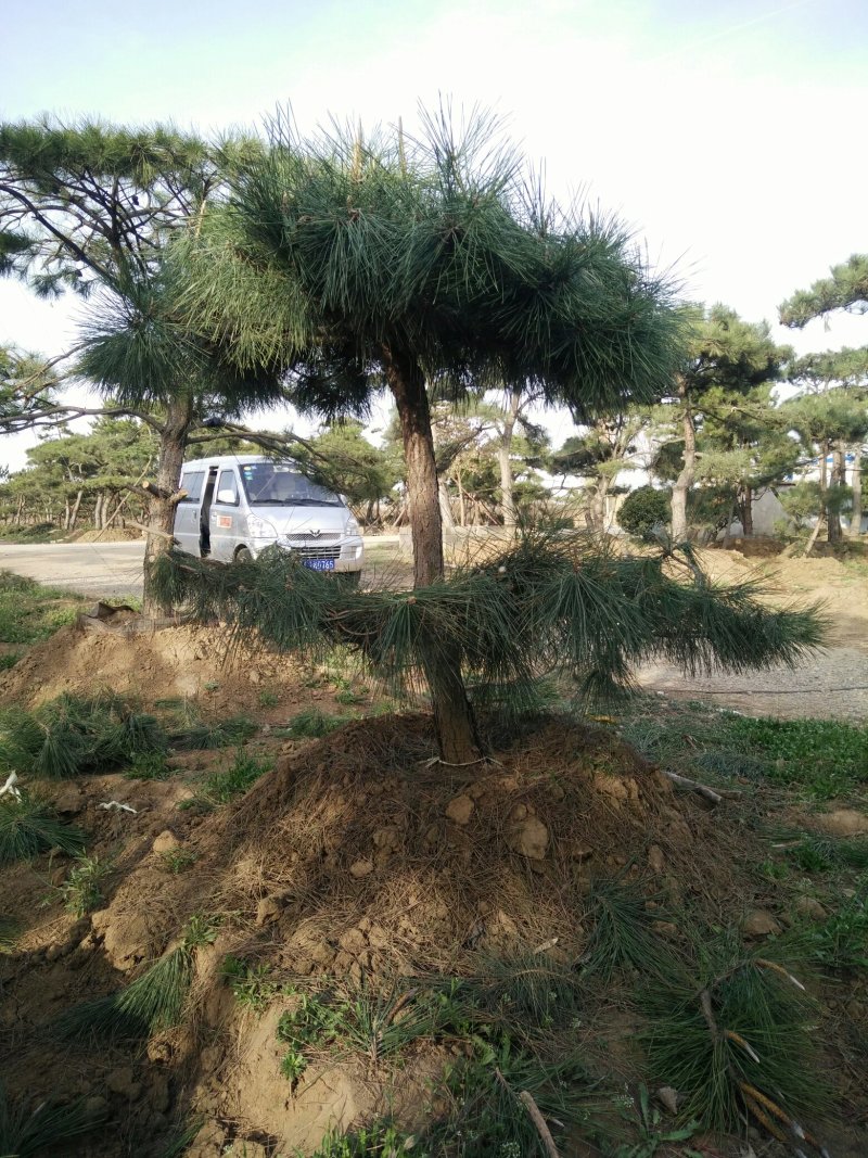 造型松