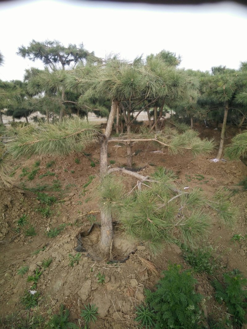 造型松