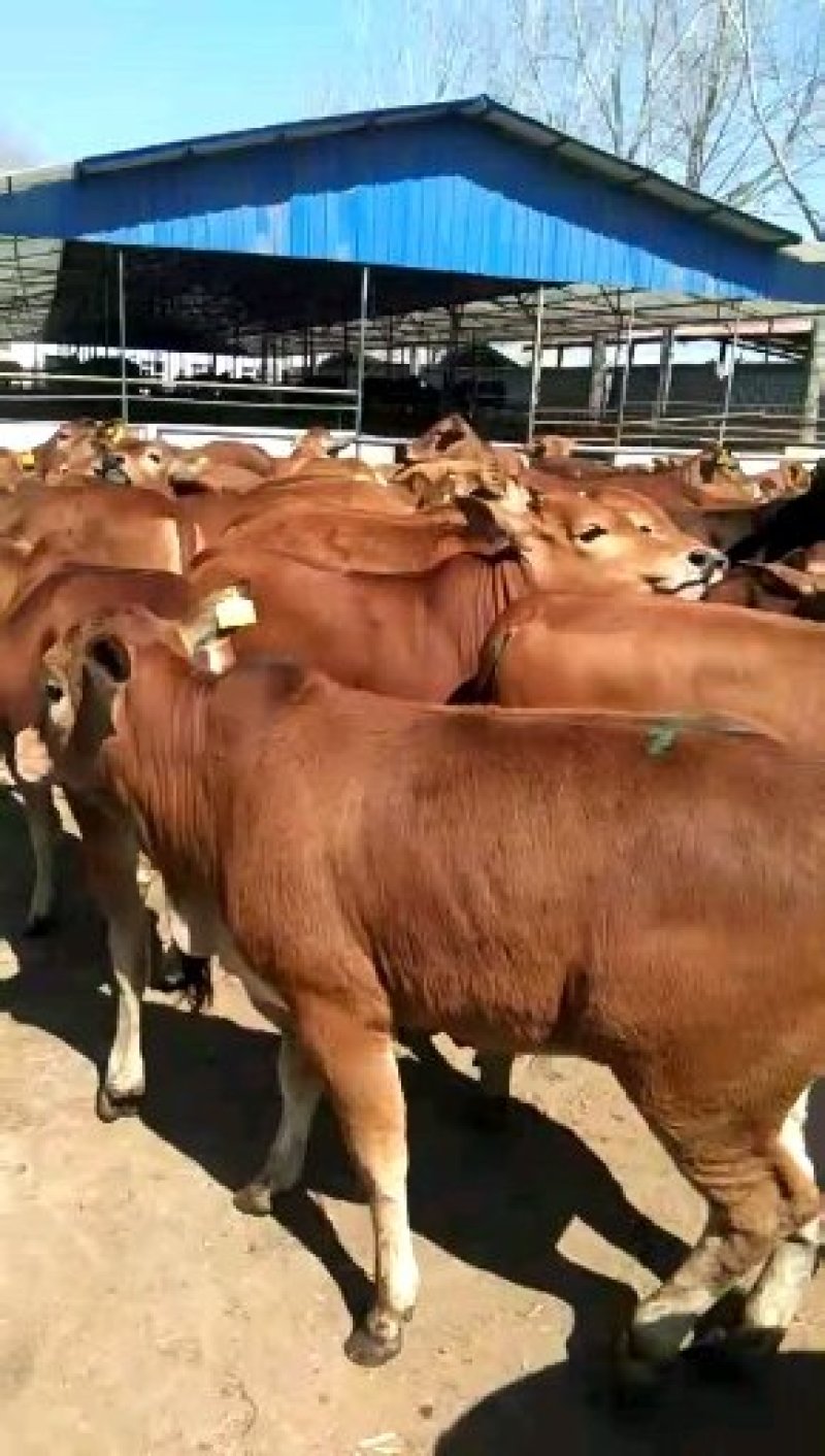 西门塔尔牛犊买10头送1头改良肉牛犊