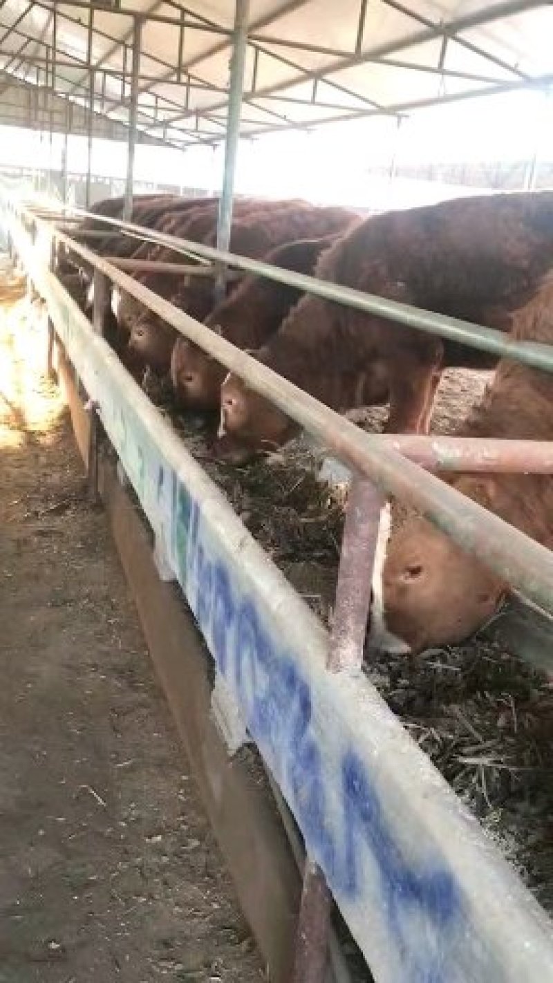 西门塔尔牛犊买10头送1头改良肉牛犊