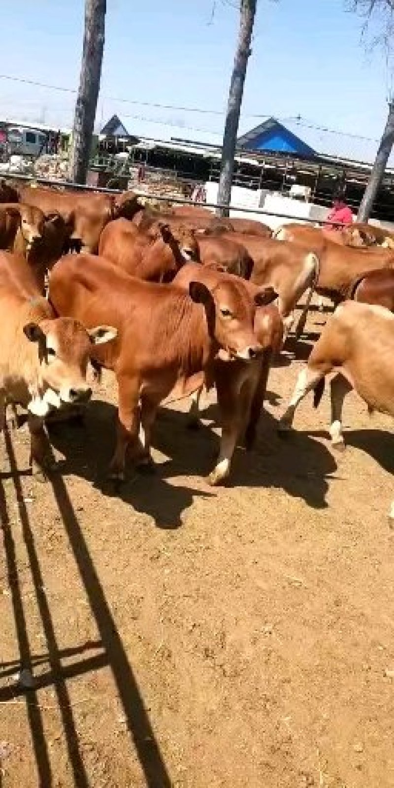 西门塔尔牛犊买10头送1头改良肉牛犊