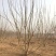 【热卖中】丛生白蜡3～8米规格齐全专业起树团队