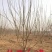 【热卖中】丛生白蜡3～8米规格齐全专业起树团队
