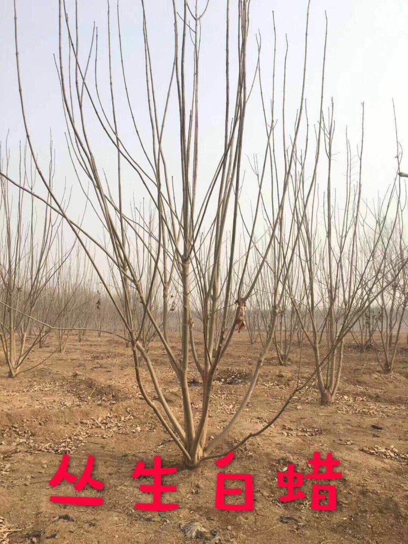 【热卖中】丛生白蜡3～8米规格齐全专业起树团队