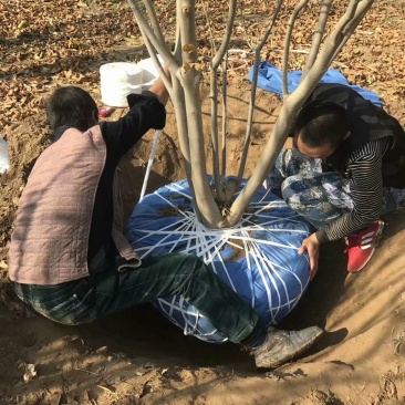 【热卖中】丛生白蜡3～8米规格齐全专业起树团队