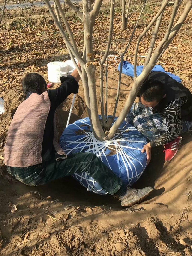 【热卖中】丛生白蜡3～8米规格齐全专业起树团队