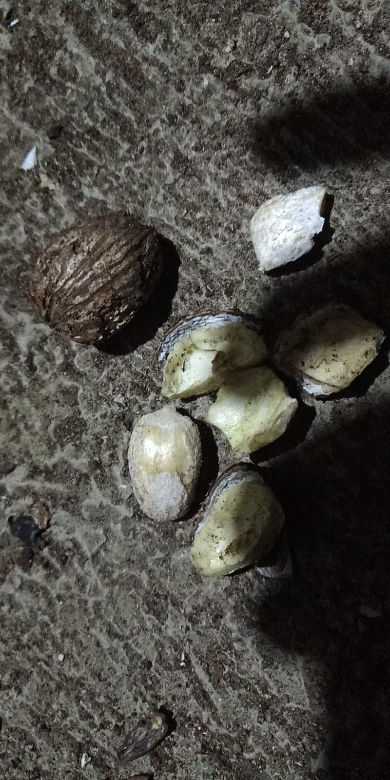 桐油籽