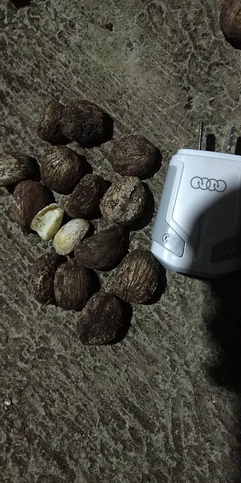 桐油籽