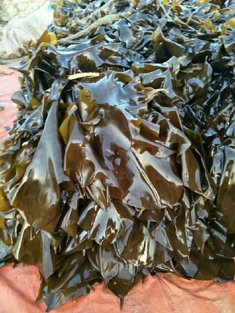新鲜海带，质量上乘