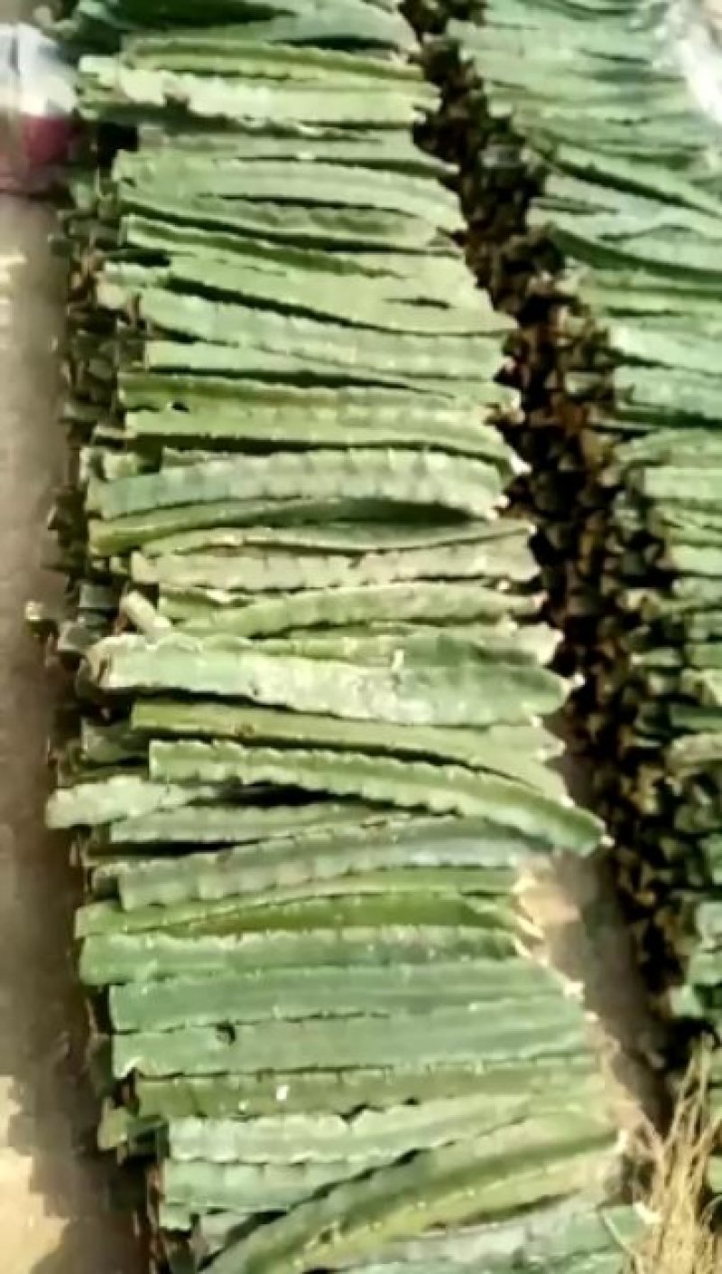 优质台湾大红，自粉，产量高，口感好，不裂果，当年可以结果