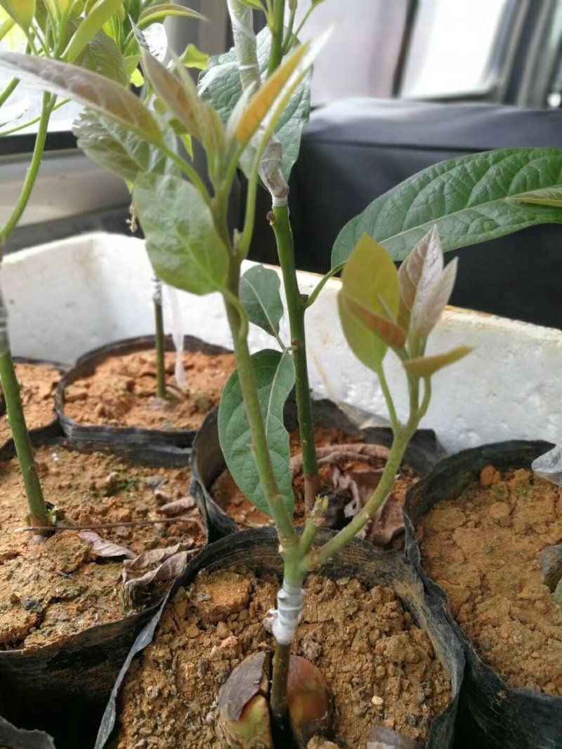 牛油果苗正宗哈斯嫁接袋苗