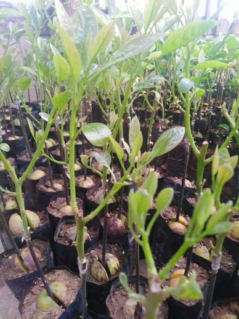 牛油果苗正宗哈斯嫁接袋苗