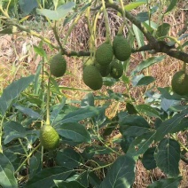 牛油果苗正宗哈斯嫁接袋苗