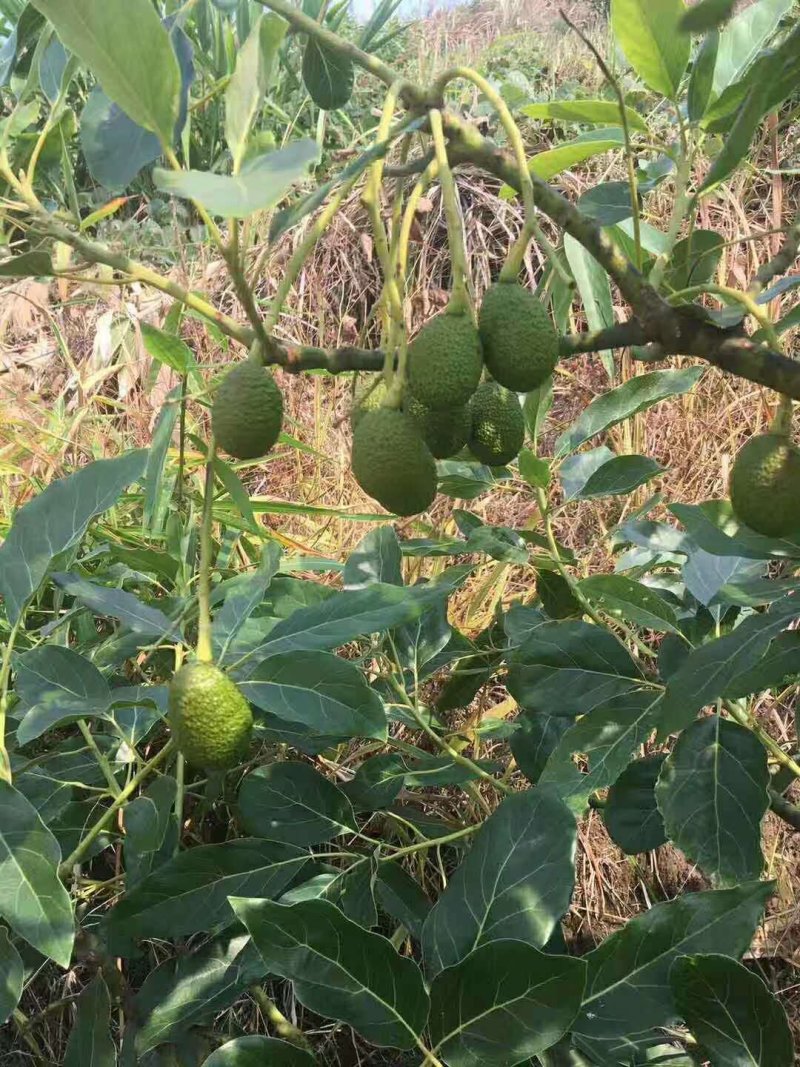 牛油果苗正宗哈斯嫁接袋苗