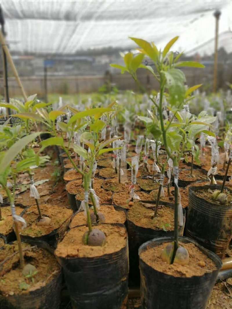 牛油果苗正宗哈斯嫁接袋苗