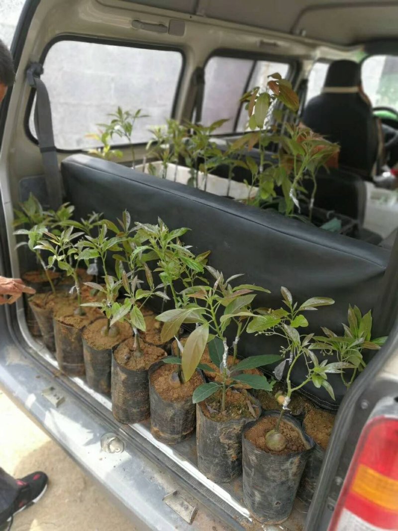 牛油果苗正宗哈斯嫁接袋苗