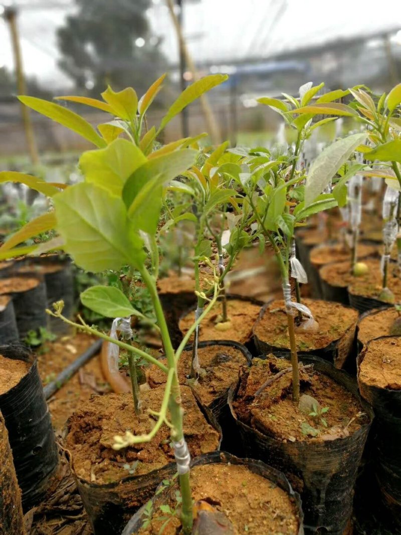 牛油果苗正宗哈斯嫁接袋苗