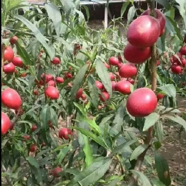 中油系列油桃