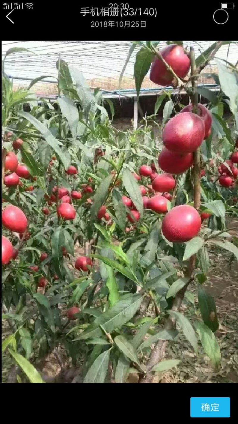 中油系列油桃