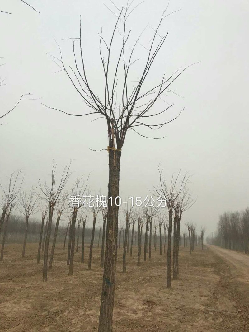 香花槐6～10公分【规格齐全】长势旺盛全国发货