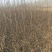 矮化苹果树苗两年的三年的，0.8至一公分的