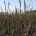 南水梨树苗，0.8至一公分的