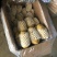 土豆荷兰十五土豆批发基地，一手货源