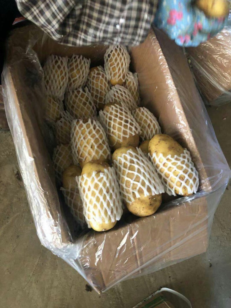 土豆荷兰十五土豆批发基地，一手货源