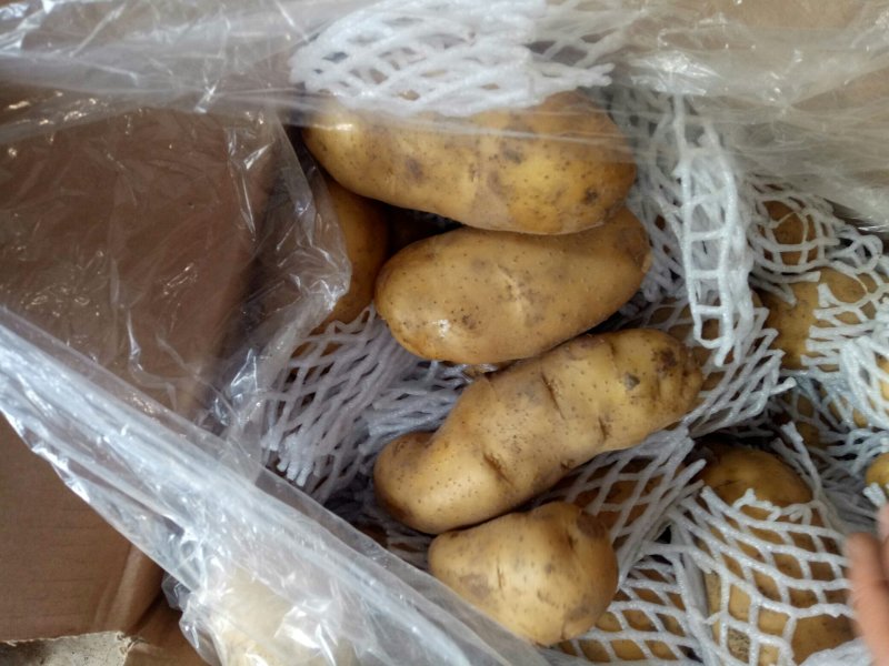 土豆荷兰十五土豆批发基地，一手货源