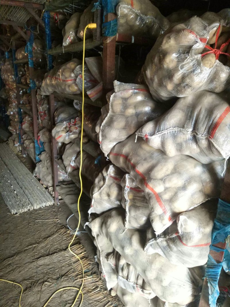 土豆荷兰十五土豆批发基地，一手货源