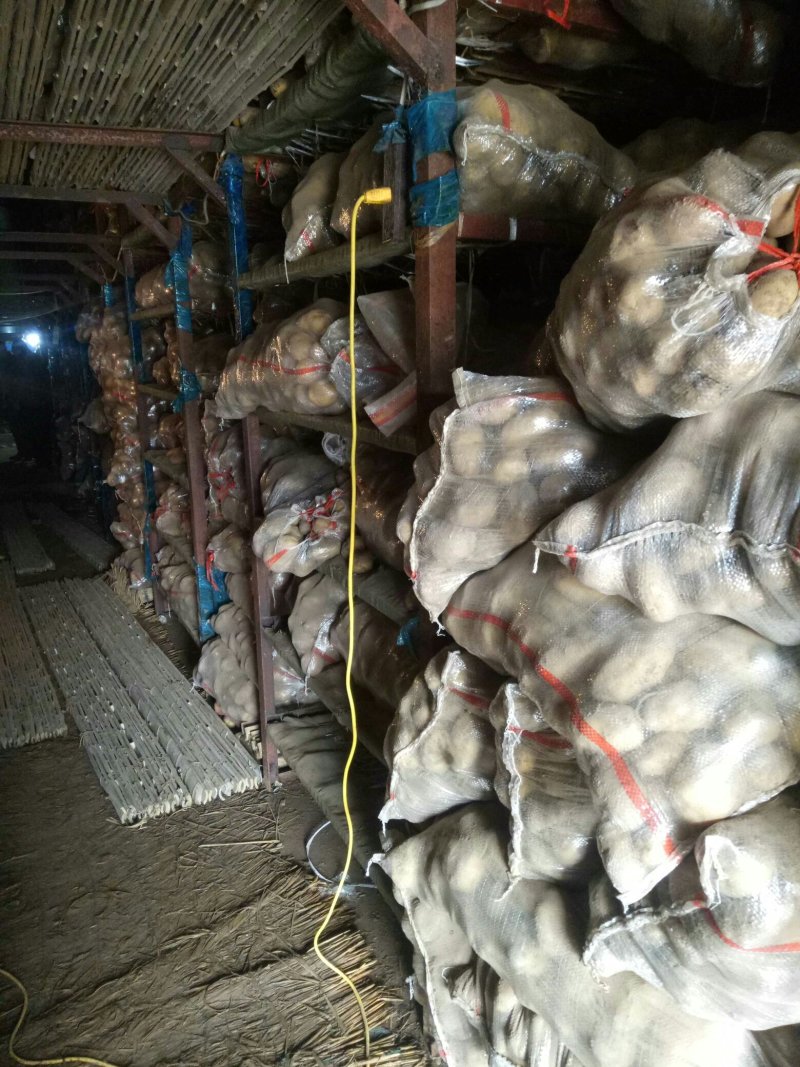 土豆荷兰十五土豆批发基地，一手货源
