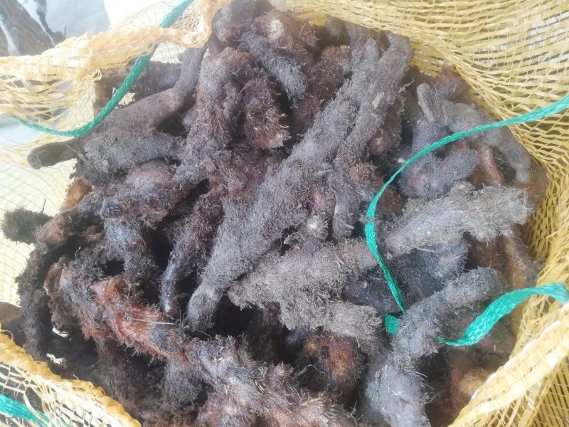 骨碎补大货，大量批发鲜货干货包含量崖壁多年生长