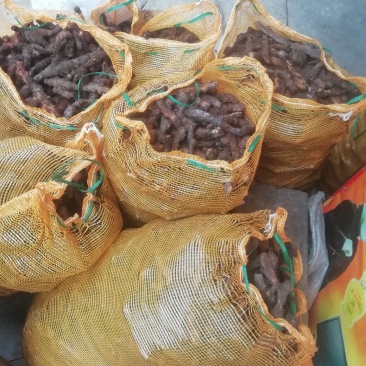 骨碎补大货，大量批发鲜货干货包含量崖壁多年生长