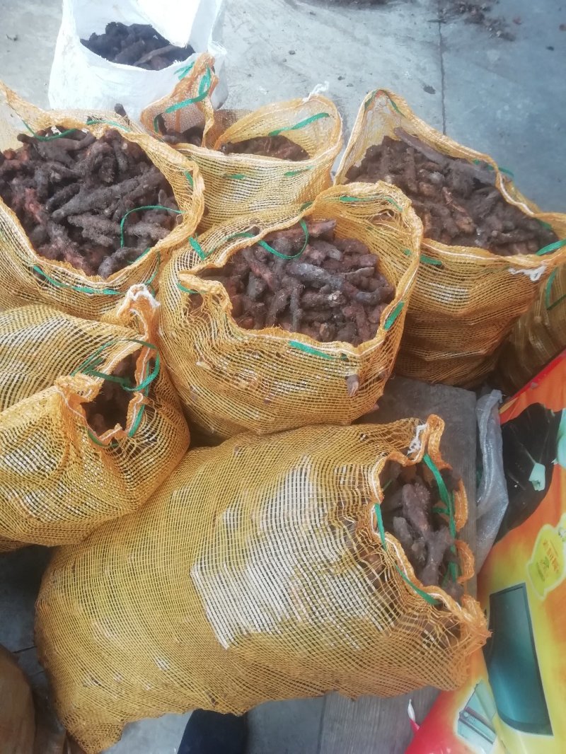 骨碎补大货，大量批发鲜货干货包含量崖壁多年生长