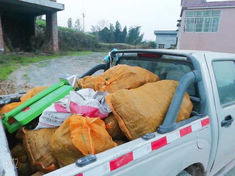 骨碎补大货，大量批发鲜货干货包含量崖壁多年生长