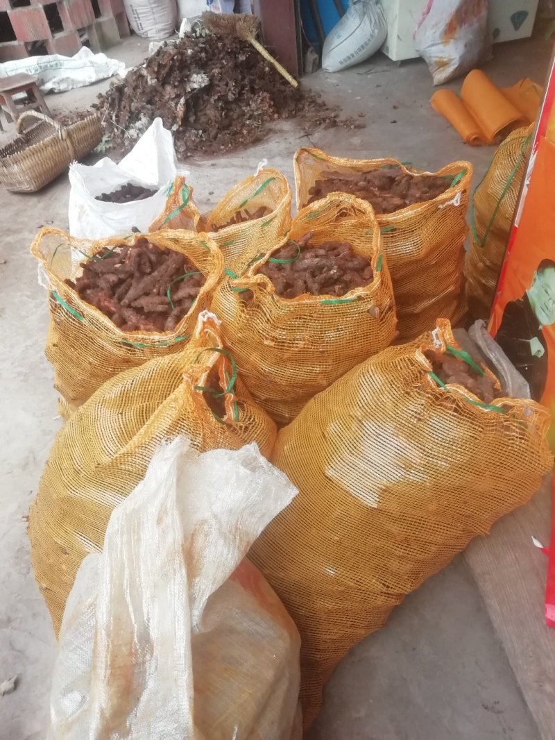 骨碎补大货，大量批发鲜货干货包含量崖壁多年生长
