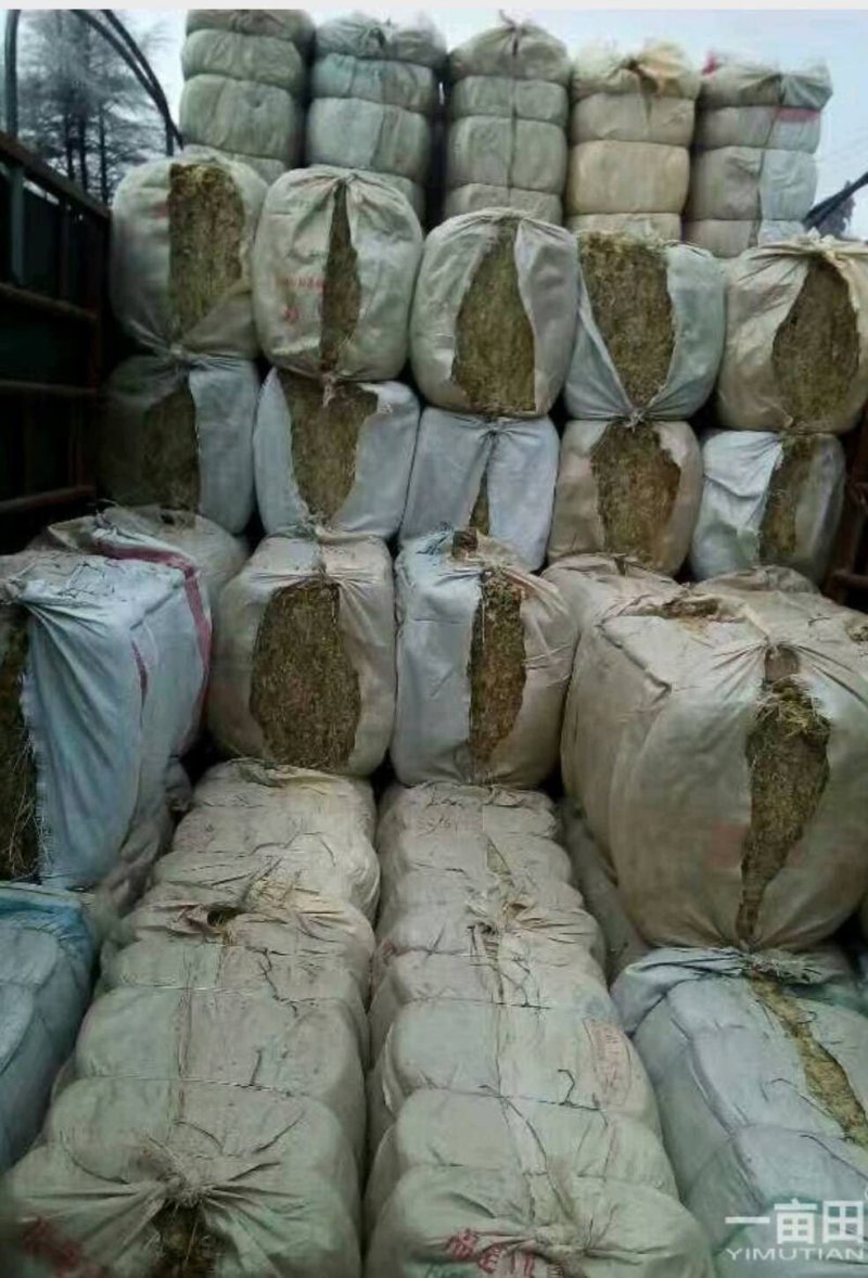 水苔（水苔苗）出售可视频发货
