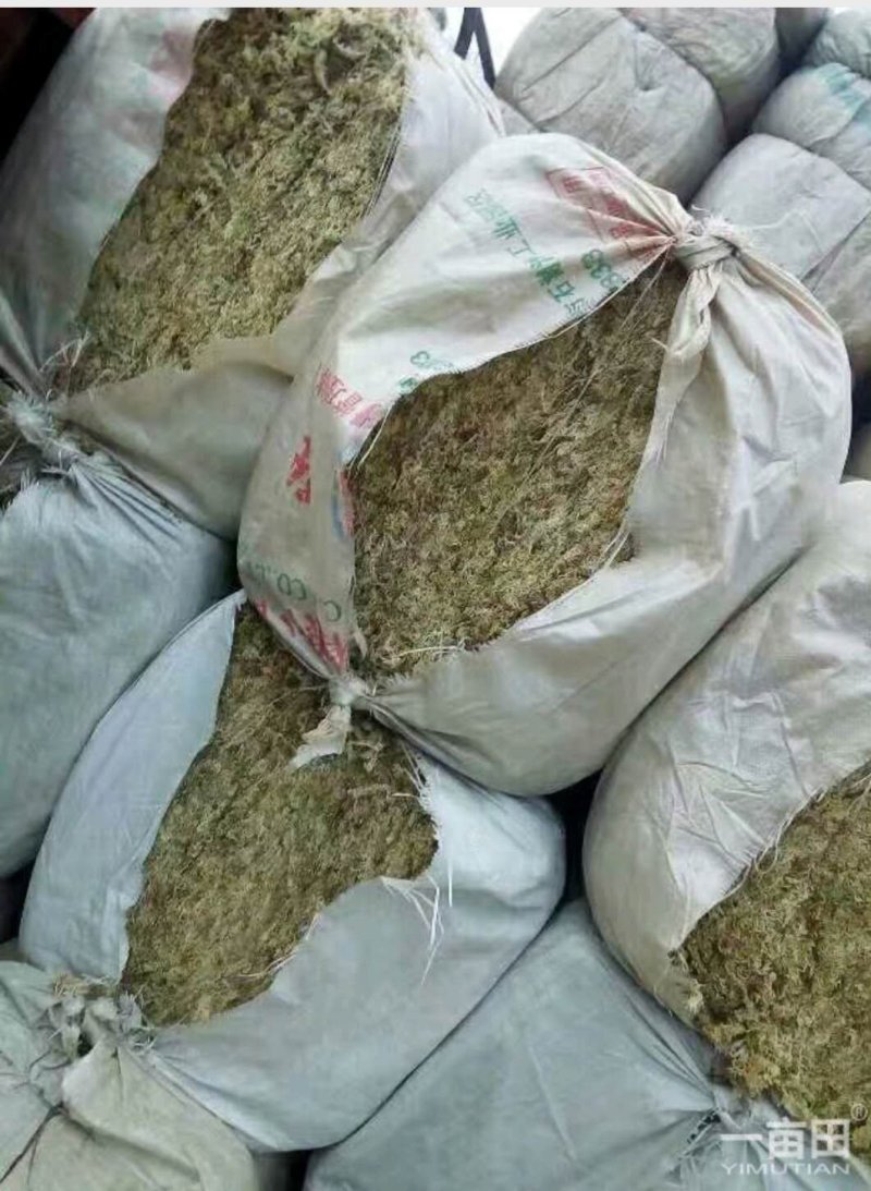 水苔（水苔苗）出售可视频发货