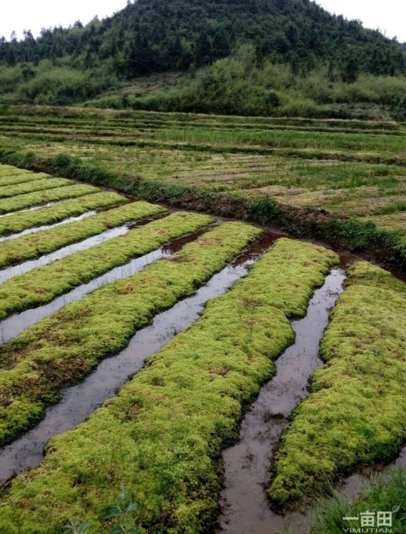 水苔（水苔苗）出售可视频发货