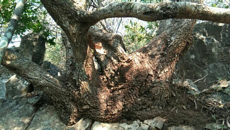 清香木