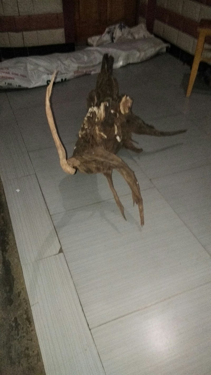 清香木