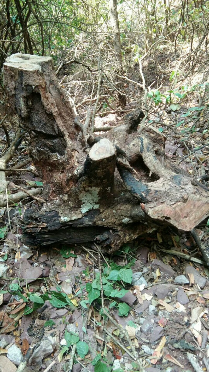 清香木