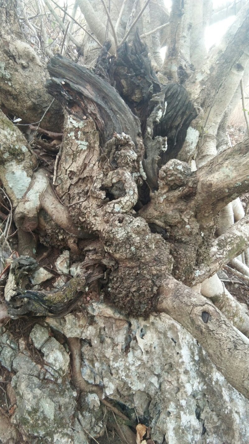 清香木