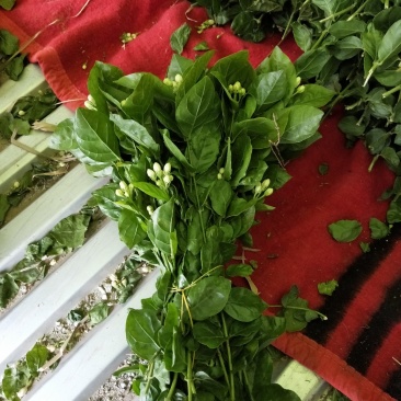 茉莉花，花把